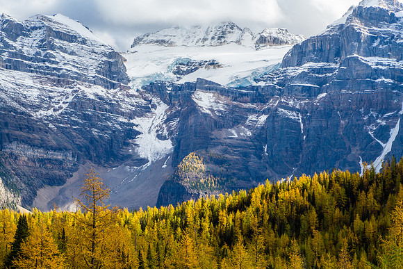 Glacier, Larch Trees, Banff NP
