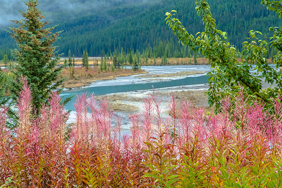 Fireweed in Fall, Athabasca River