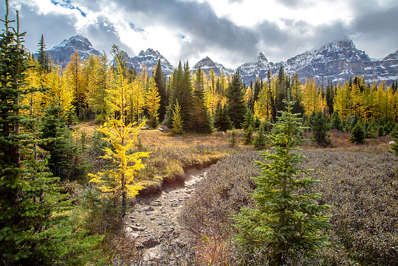 Larch Valley Landscape