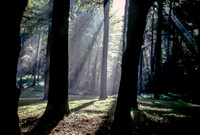Blue Ridge Forest, Early Morning Light, Asheville, North Carolina (1985)