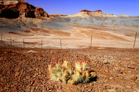 Solitary Desert Bloom, near Page, Arizona