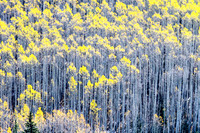 Last Stand, Aspen, Maroon Creek Valley