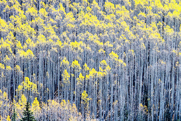 Last Stand, Aspen, Maroon Creek Valley