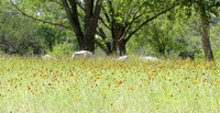 Hill Country Spring Flowers, near Hunt, Texas