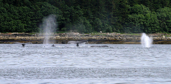 Humpbacks Diving, Juneau Alaska