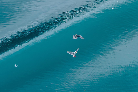 Translucent Water, Seagulls, Glacier Bay NP