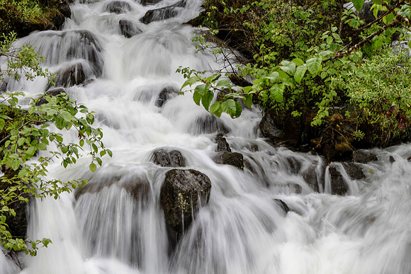 Juneau Rainforest Trail
