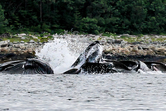 Humpbacks Bubble-netting, Juneau Alaska