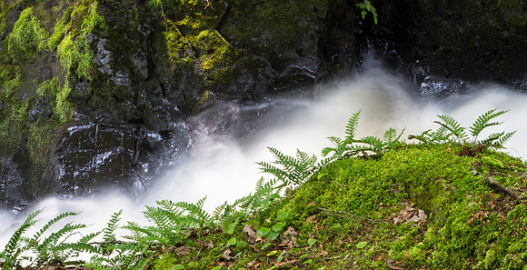 Ferns Highlighted by the Water's Mist, Upeer Peninsula