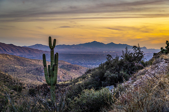 Saguaro Sunset, from Mount Lemmon, Tucson