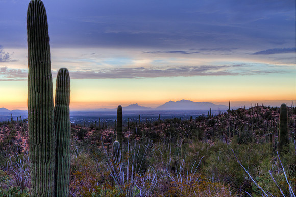 Saguaro Sunset, Saguaro National Park