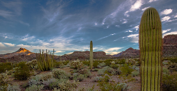 The Desert Floor, Barrel Cactus, Organ Pipe cactus National Monument