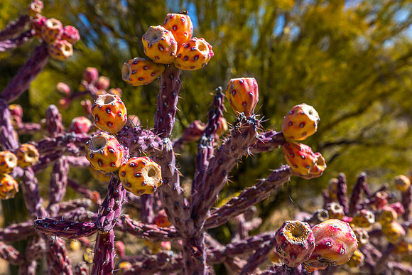 Saguaro National Park-East