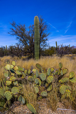 Saguaro National Park-East