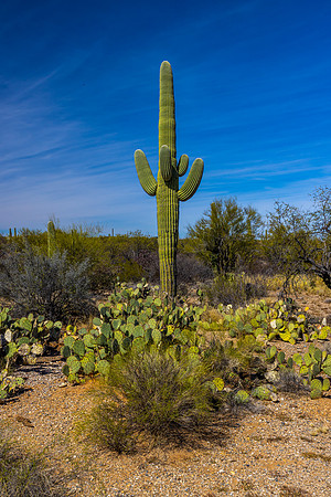 Saguaro National Park-East