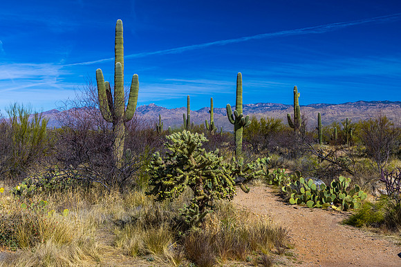 Saguaro National Park-East