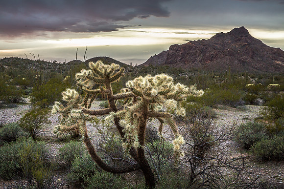 Cholla Steel Grey Sky, Organ Pipe Cactus Nat'l Monument