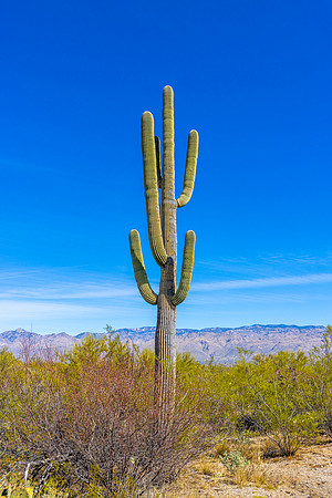 Saguaro National Park-East