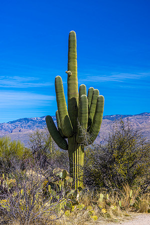 Saguaro National Park-East