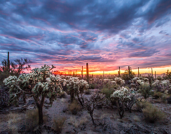 Saguaro Sunset, Saguaro National Park