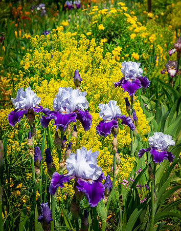 Giverny, Monet's Garden