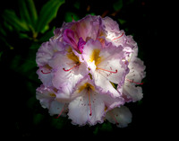 Giverny, Monet's Garden