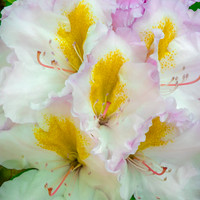 Giverny, Monet's Garden