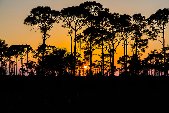 Sunset through the Dune Forest, St Joseph Peninsula, Florida