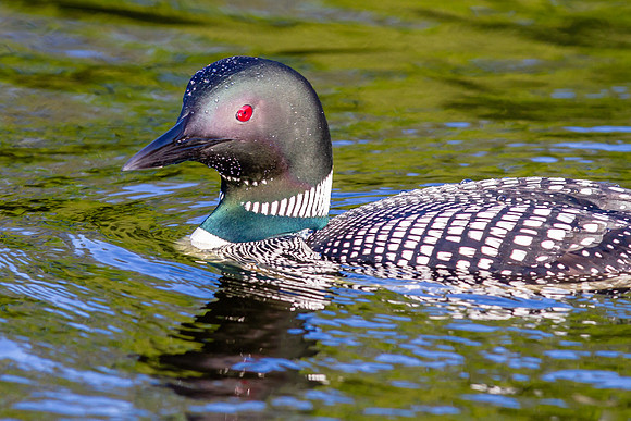 Beautiful Loon