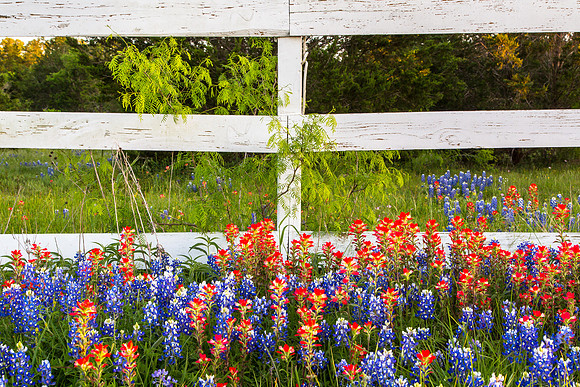 Fence, Bluebonnets and Paintbrush, North of Gonzales, Texas