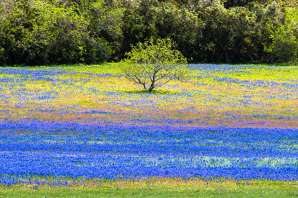 Band of Bluebonnets, Open Meadow, near Gonzales, Texas
