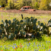 Abandoned Car, Cactus, Texas