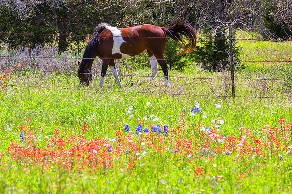 Painted Horse and Indian Paintbrush, Texas