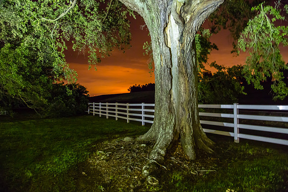 Sturdy Oak, Fenceline, Glow along River Road, Louisiana