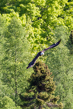 Taking Off, Bald Eagle, Michigan UP