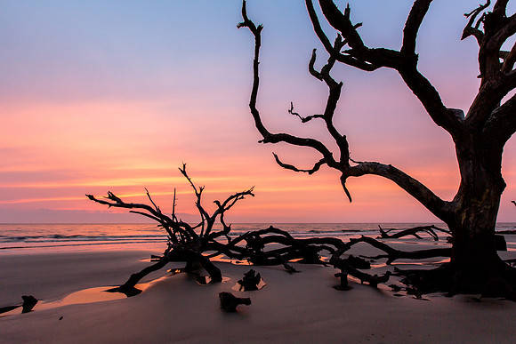 Driftwood Beach at Dawn, Jekyll Island