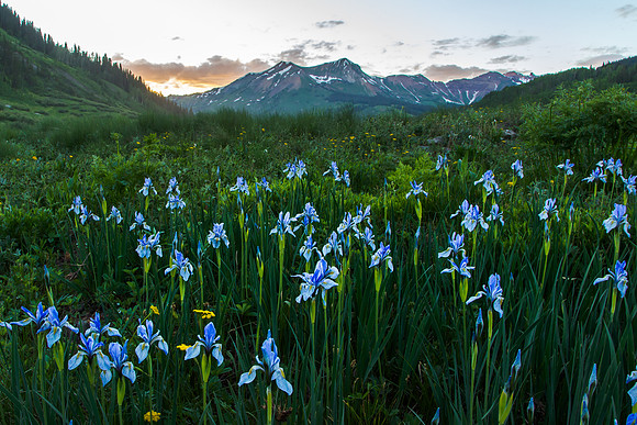 Irises, Gothic Valley Mountains