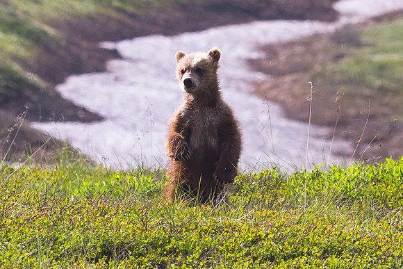 Curious Grizzly Cub, Denali NP