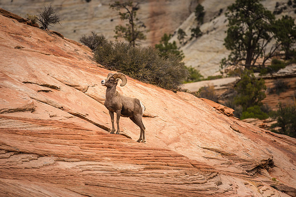 Big Horn Sheep, Zion Nat'l Park