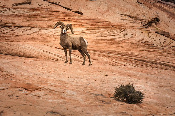 Big Horn Sheep, Zion Nat'l Park