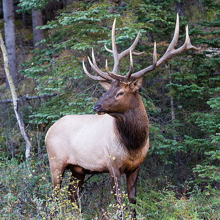 16 Pointer, Jasper NP, Canada