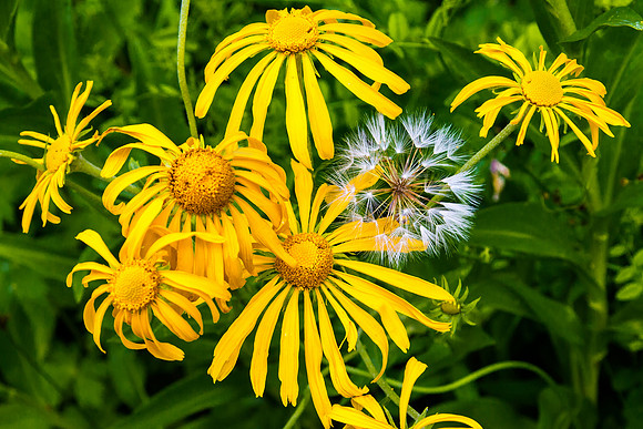 Sneezeweed and Puff, Brush Creek Trail, Crested Butte