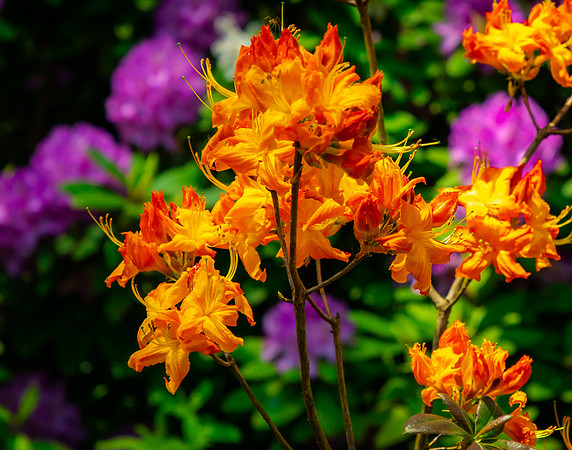 Giverny, Monet's Garden