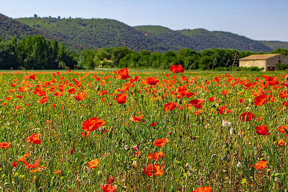 Poppies, Provence