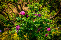 Giverny, Monet's Garden