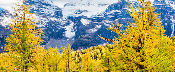 Larch Trees, Glacial Mountains, Larch Valley, Banff National Park