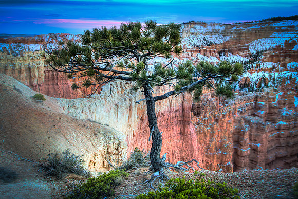 Lone Tree, Canyon Wall and Spires, Bryce Canyon