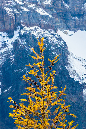 Lone Larch, Mountain Backdrop, Banff National Park