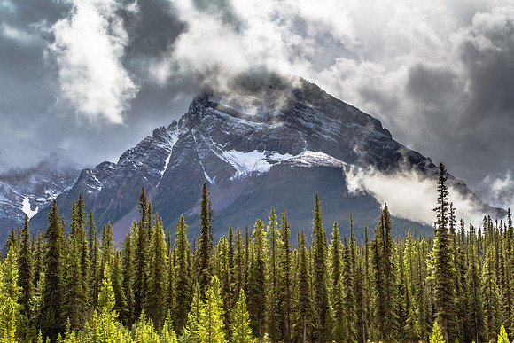 Backlit Firs, Mountain; Icefields Parkway, Alberta, Canada