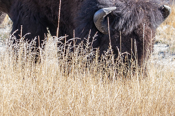 Buffalo Grazing, Yellowstone NP
